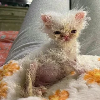 🥔