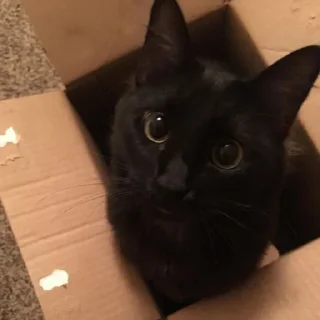 😺
