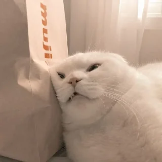 😾