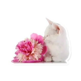 🌸