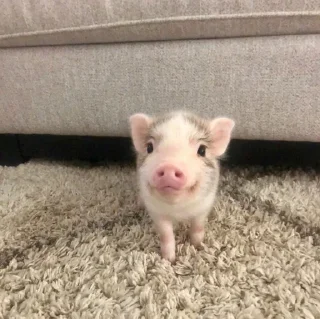 🐽