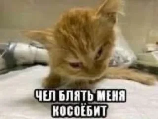 🐈