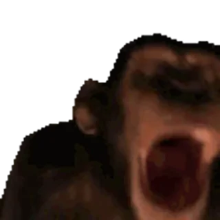 🐵