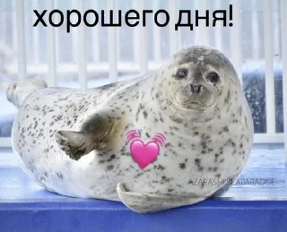 🌸