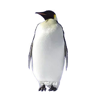 🐧