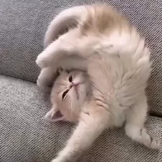 🌟