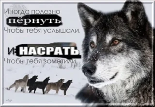 🐺