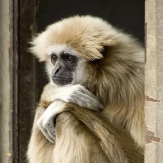 🐒