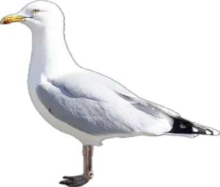 🐦
