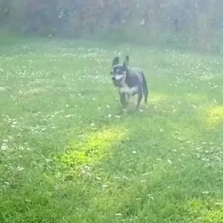 🐕