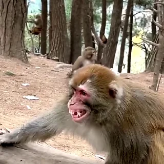 🙈