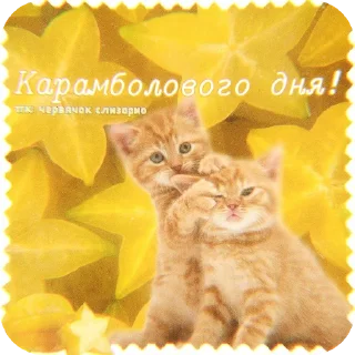 🐱
