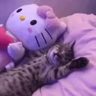 💤