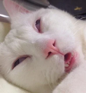 🐱