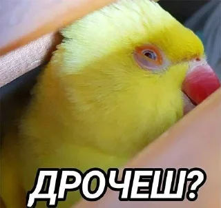 🐤