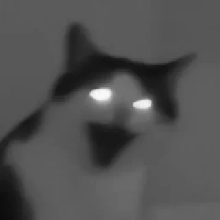 🐈‍⬛️
