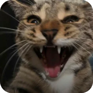 🐱