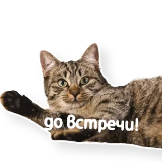 ✋