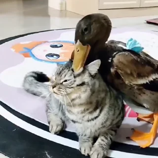 🐈