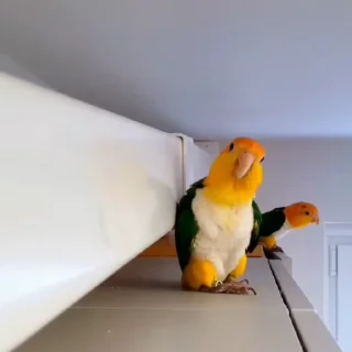 🤩