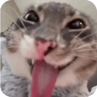 🐱