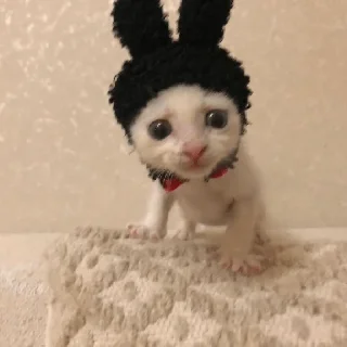 👹