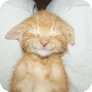 🐱