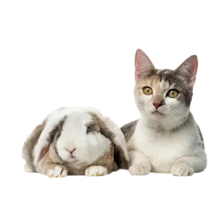 🐱