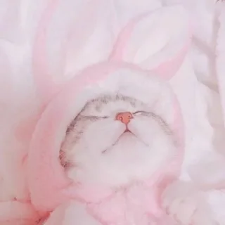 🐾