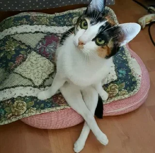 🐱