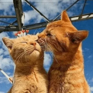😺