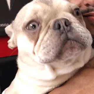 🐶