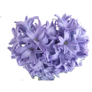 🌸