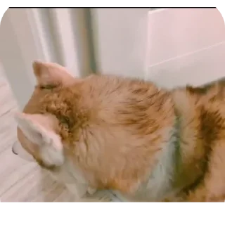 👍