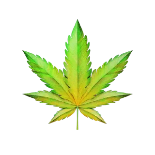 🌿