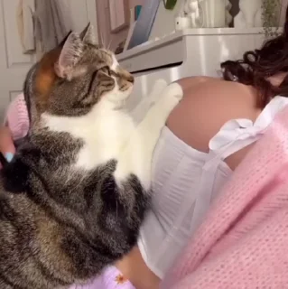 🐱