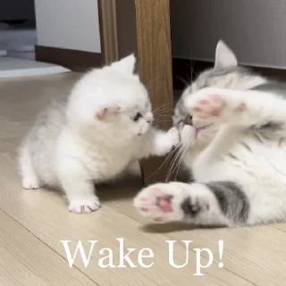 👋