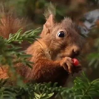 🤩