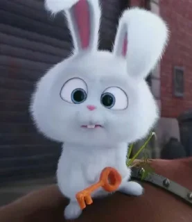🐰