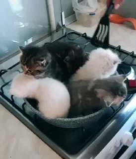 🐱