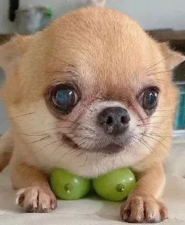 🍇