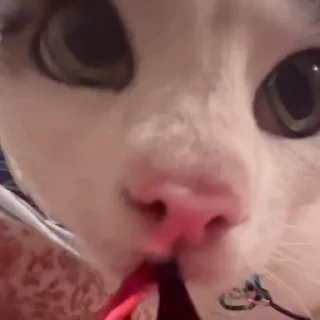😸