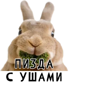 🐇