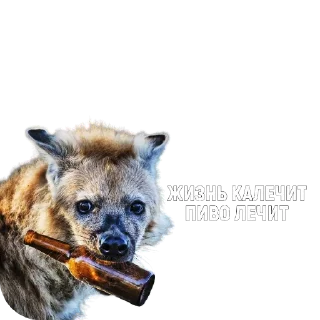 🍻