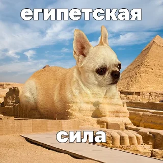 🫡