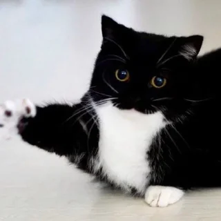 🙋‍♂
