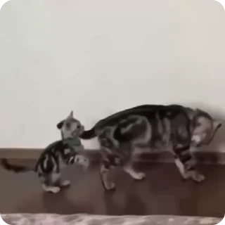 🌟