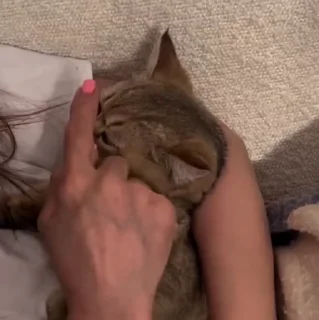 🐱