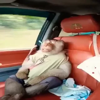💤