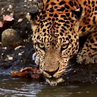 🤩